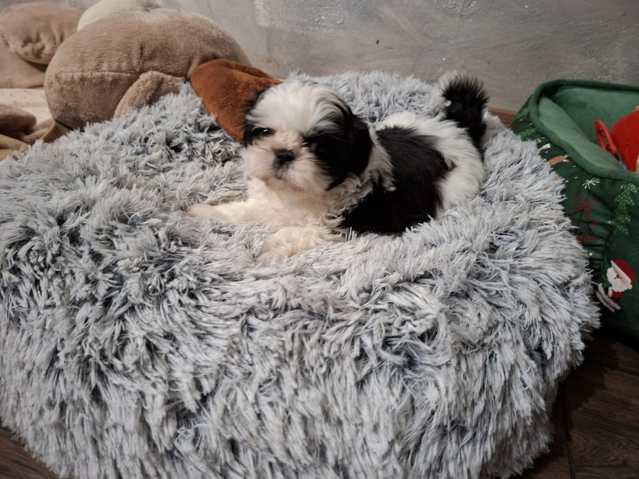 Shih-tzu Czarno biała Sunia