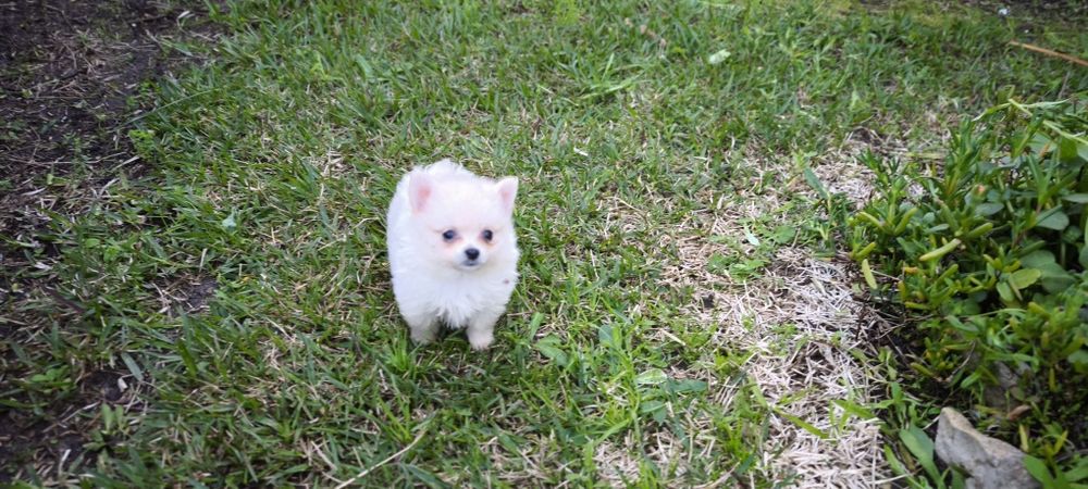 Spitz alemão anão fêmea  Lulu da Pomerânia