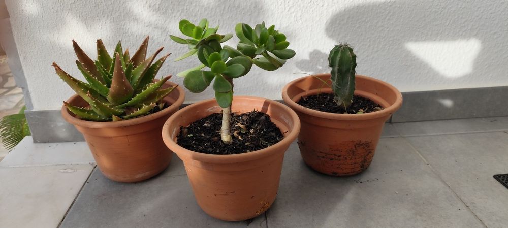 Várias suculentas