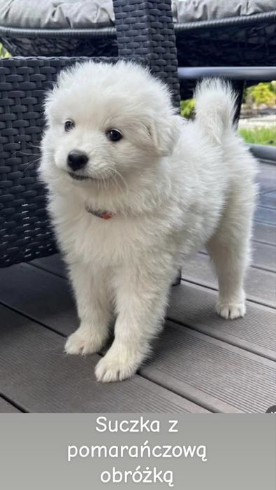 Szczeniaki Samoyed gotowe do odbioru