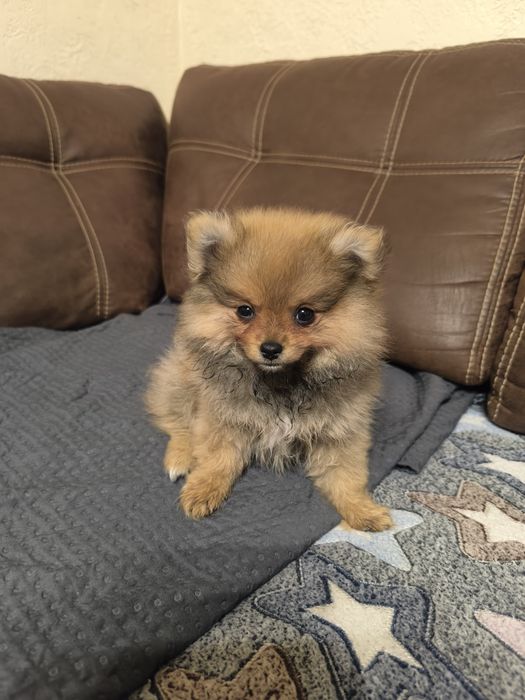 Красиві дівчатка шпіци