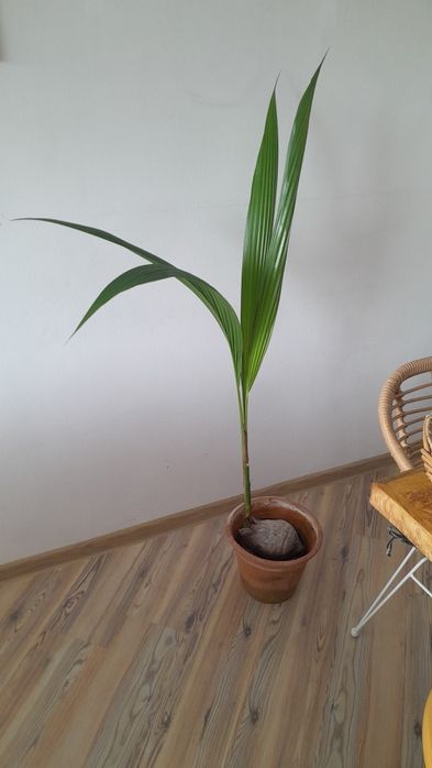 Palma kokosowa, palma