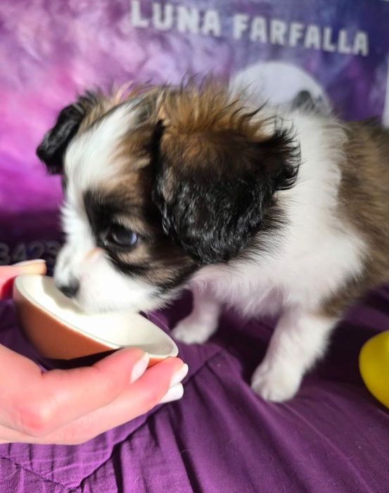 Папійон фален Рафаель цуценя континентальний той спаніель