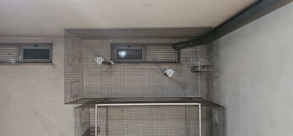 Psitacideos para cedência