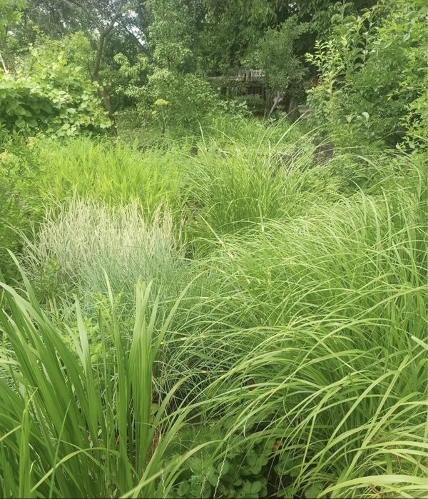 Погонаретум, просо, садовый злак, злаки