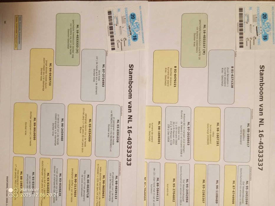 11.Gołębie pocztowe. Para NL Cor Leytens/Cor j De Heide