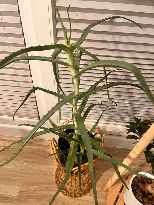 Aloes  drzewiasty kwiat