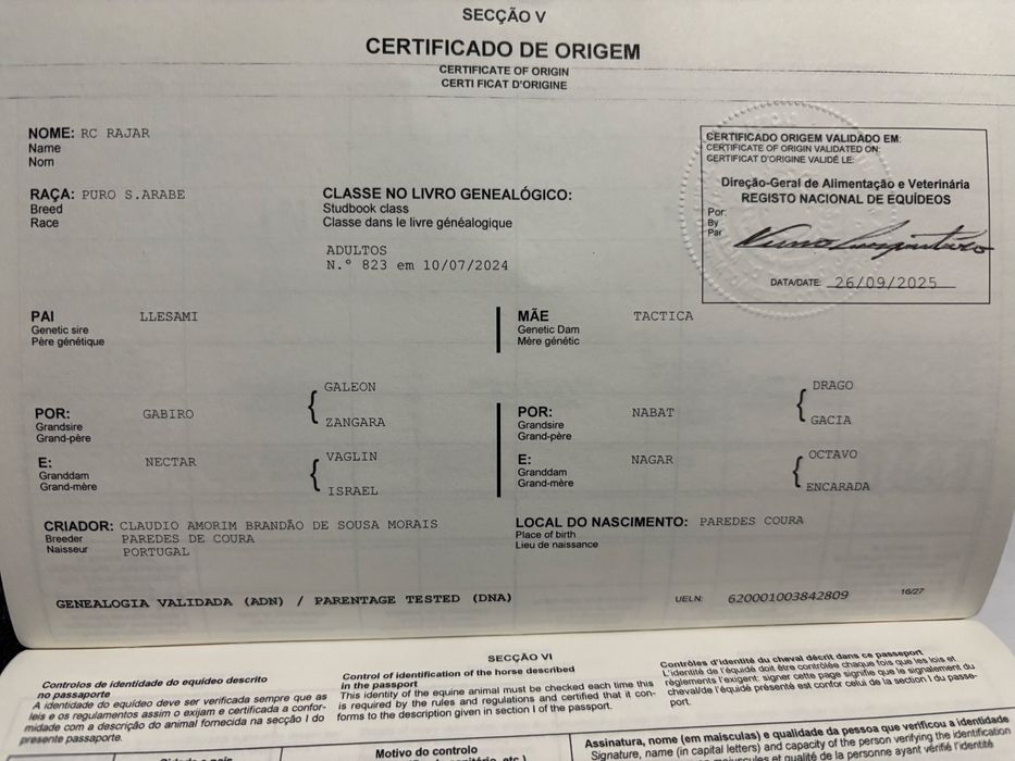 Vendo cavalo Puro Sangue Árabe