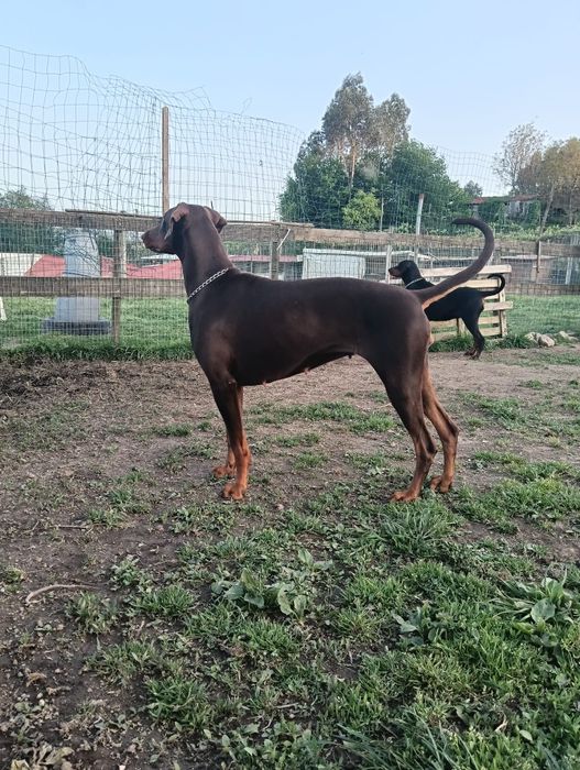 Excelente Dobermann