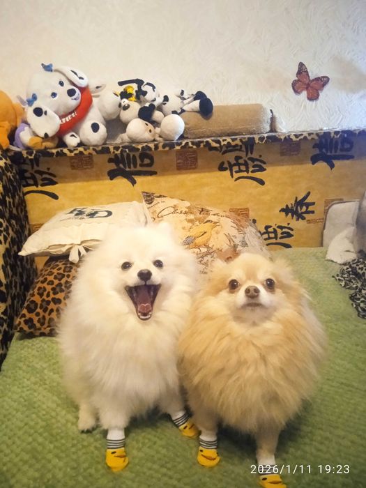 Цуценя шпіца мініатюрного