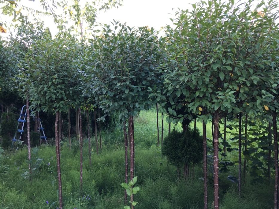 Wiśnia szczepiona UMBRACULIFERA