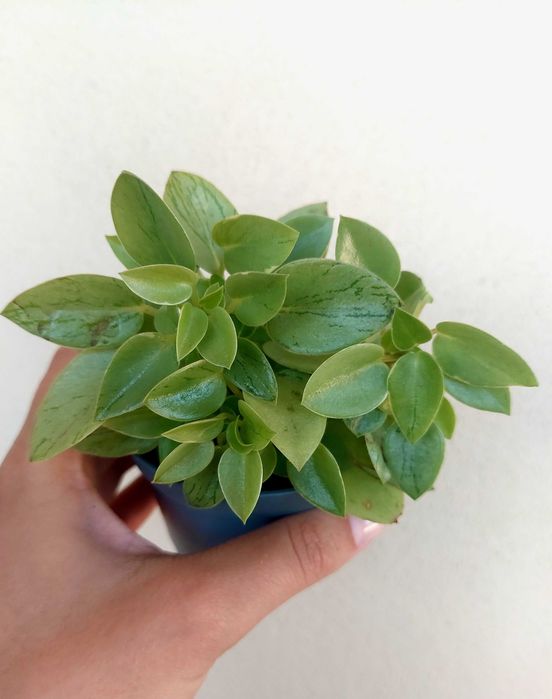Planta Peperomia Pixie Lime