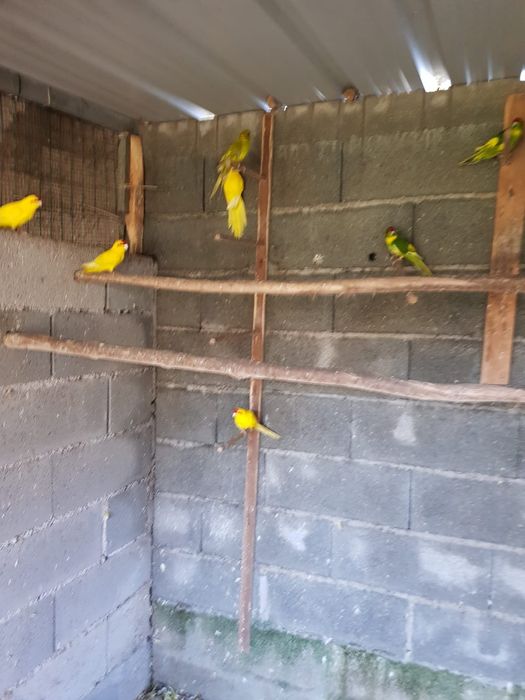 Kakarikis para cedência