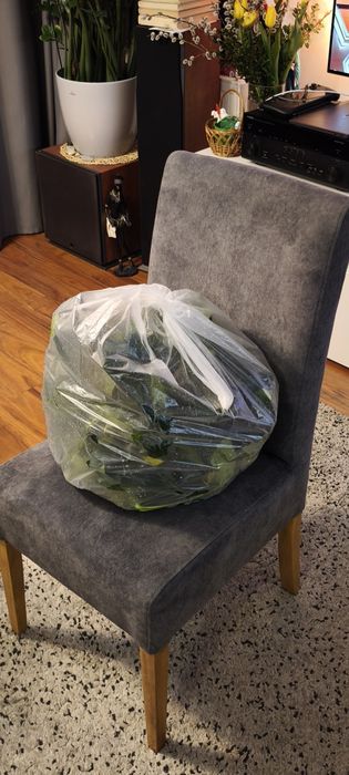 Anubias barteri mega porcja