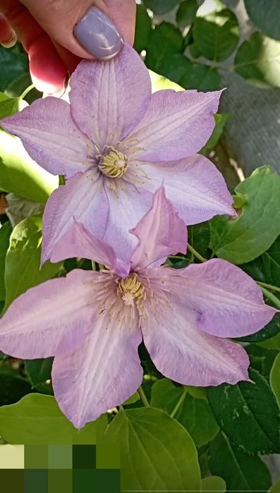 Клематис бузковий ранній велика квітка