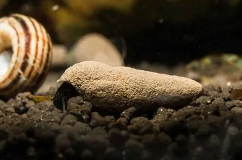 Ślimak Tylomelania perfecta - Tylomelania sp. Chocolate - wysyłka