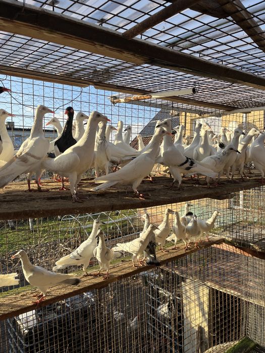 Srebrniak , perlowy nadwyżka  hodowlana