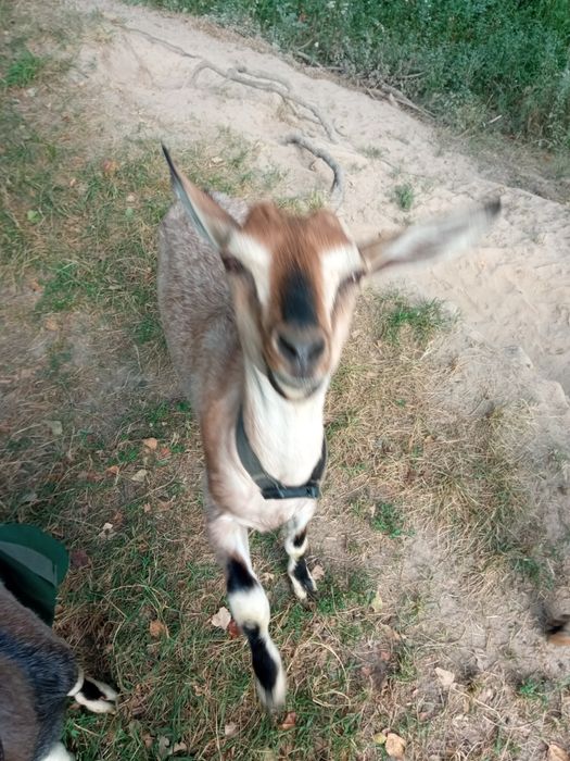 Альпiйска коза козочка дойна коза козел