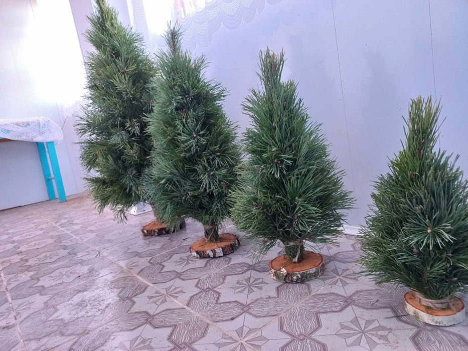 Ялинка плетина. З сосни і ялини