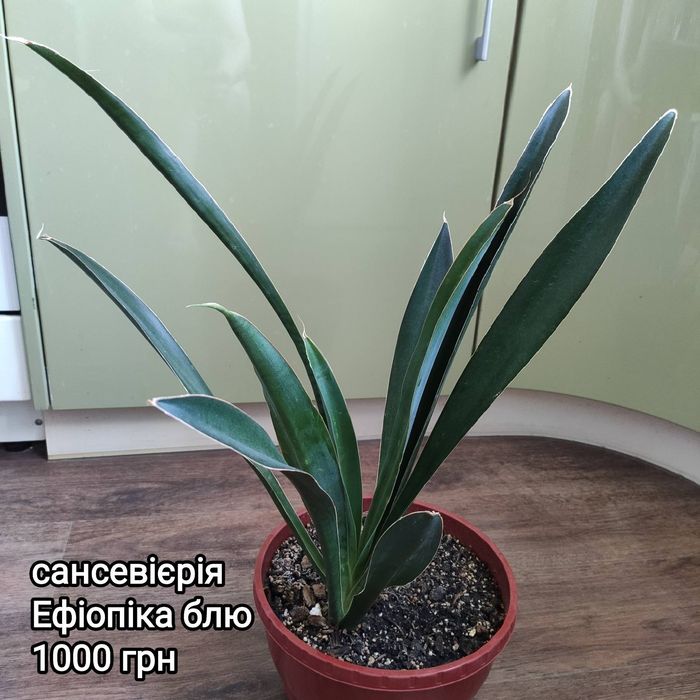 сансевиерия Aethiopica blue