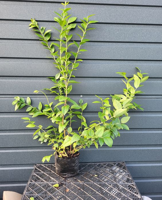 Саджанці лохини голубики 3 річні 2.5л опт