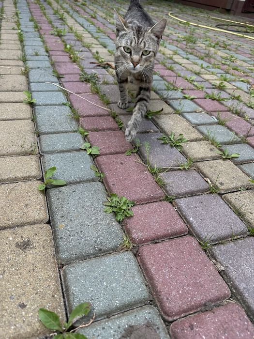 Хлопчик , котеня 5 місяців шукає родину