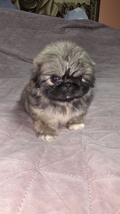 Королівський пікінес