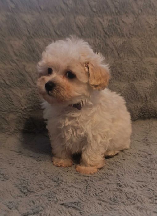 maltipoo, chłopiec, będzie malutki