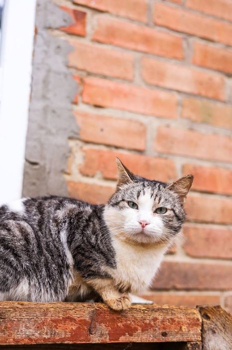 Красеню потрібна родина