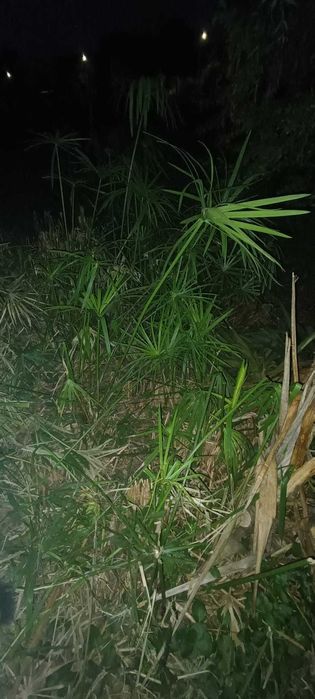 Vendo pés ou raízes de Papiros para plantar