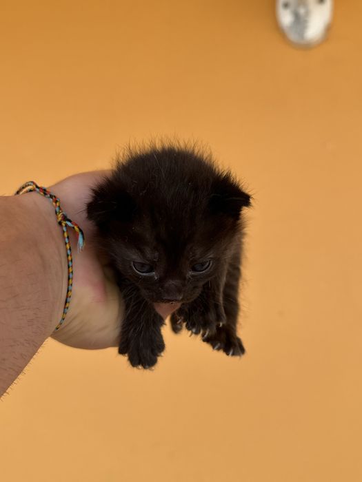 Adoção gatinhos bebés