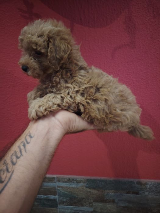 Poodle toy fêmea