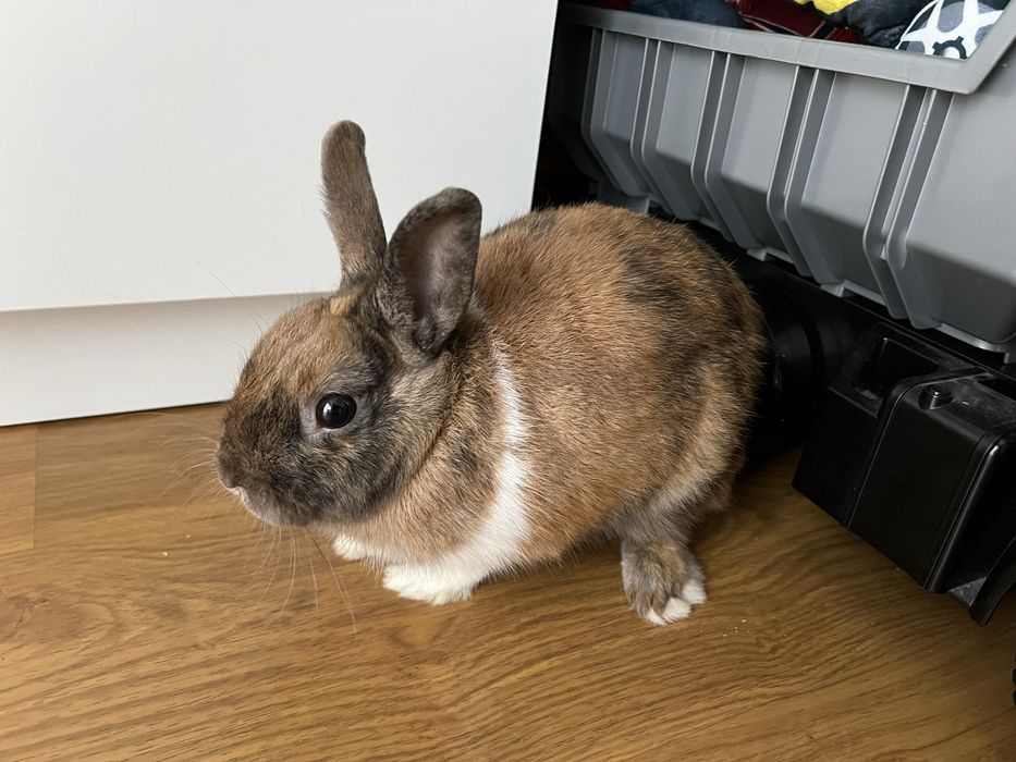 mini królik z dużą klatką sprzedam królika i z wyposażeniem