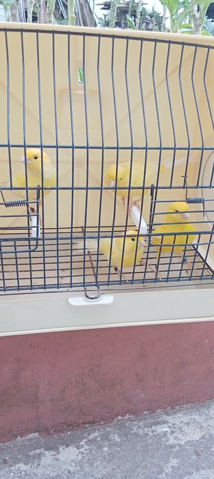 Canários Machos e fêmeas