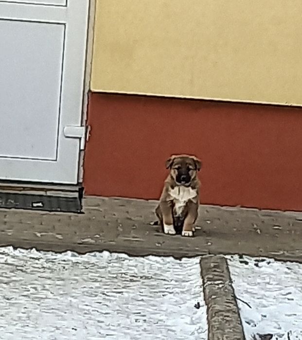 Гарна охорона Цуценята