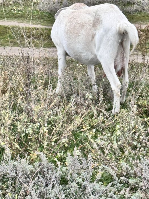 Козочки англо нубійські