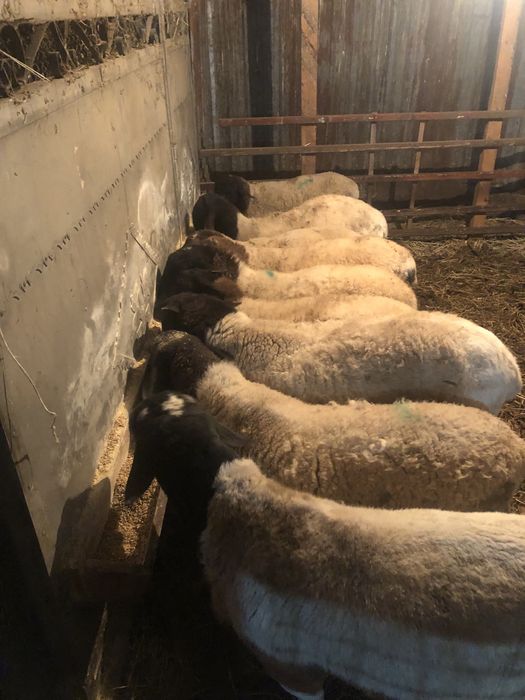 Продам овець породи «Дорпер»