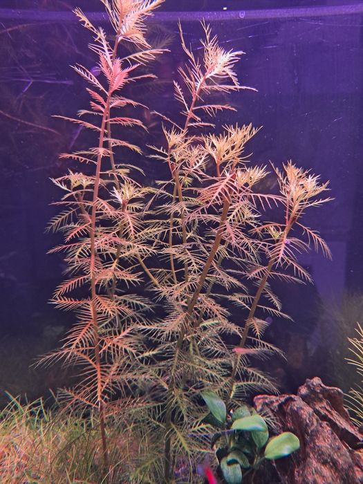 Planta para aquário