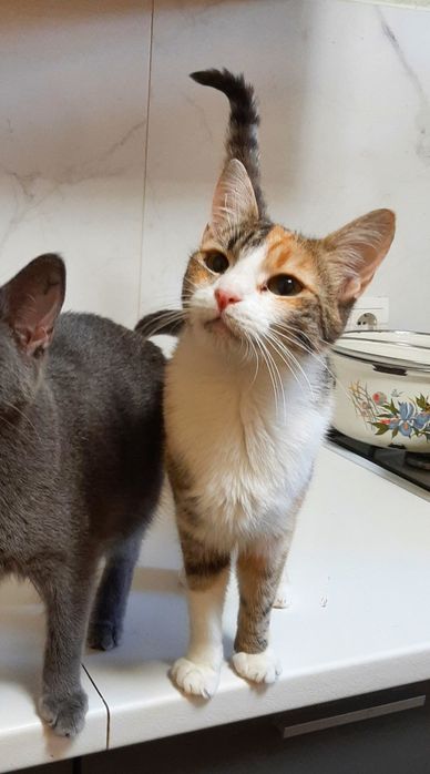 Кошечка Зося шукає родину!