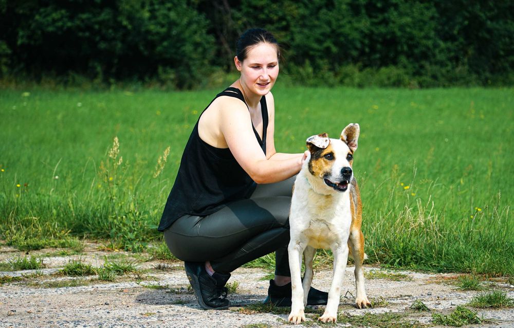 Romuś - piękny, duży pies szuka domu