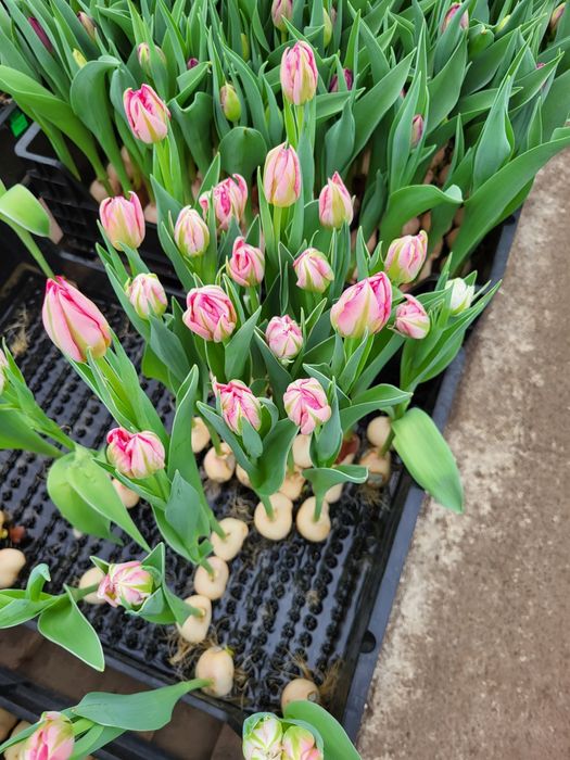 Цибулини тюльпана після вигонки 140 гр