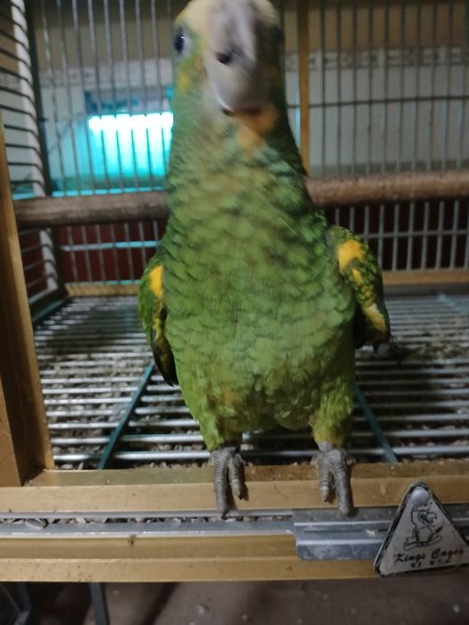 Fêmea de Amazonas barbadensis