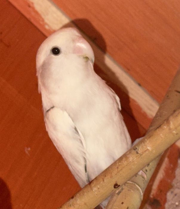 Agaporni Roseicollis Longfeather Reprodutora Sexada