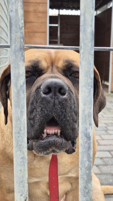 Dżej Si sama słodycz