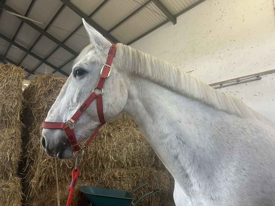Cavalo Lusitano, linhagem veiga
