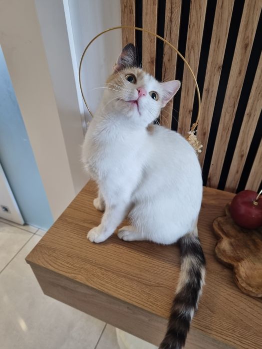 Morelka do adopcji