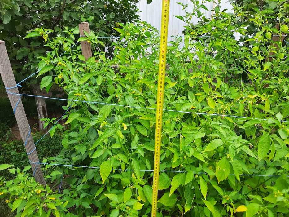 Насіння фізаліса овочевого крупноплідного.