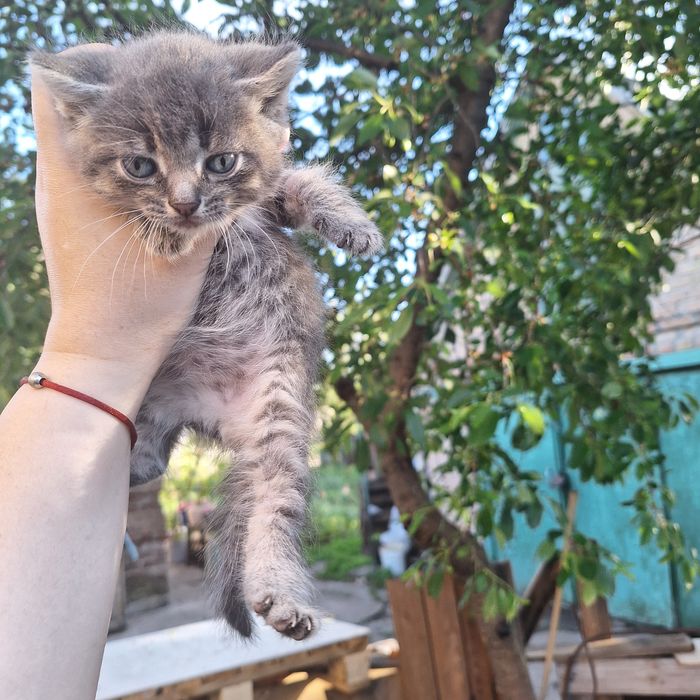 Кошенята шотландца