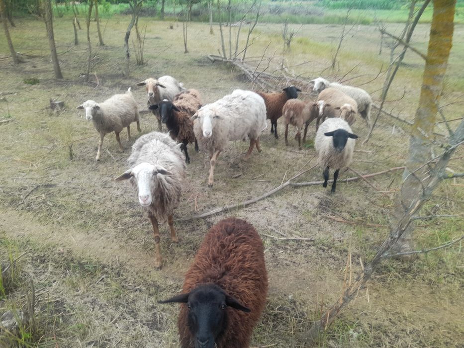 Продам барана, овцу, ягня