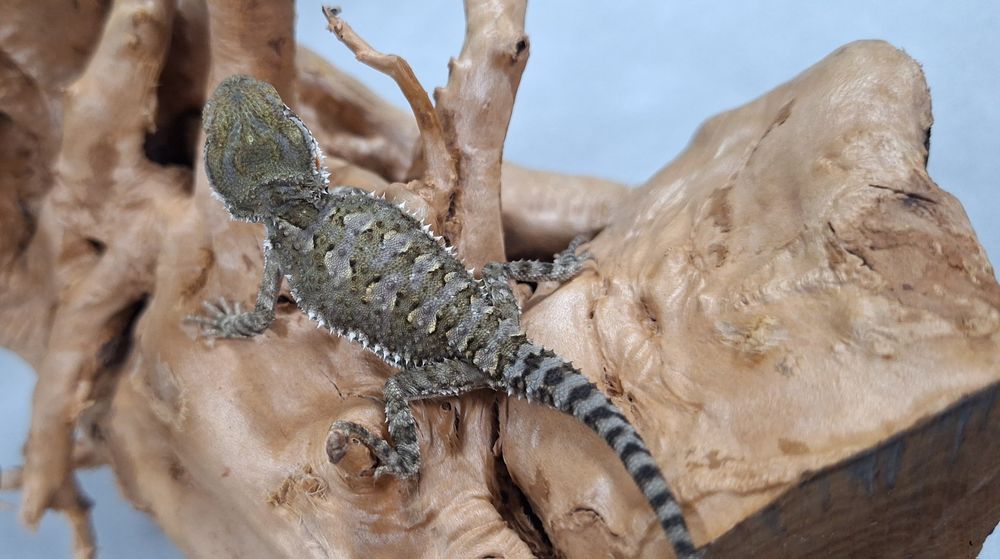 Agama brodata młoda Wołomin
